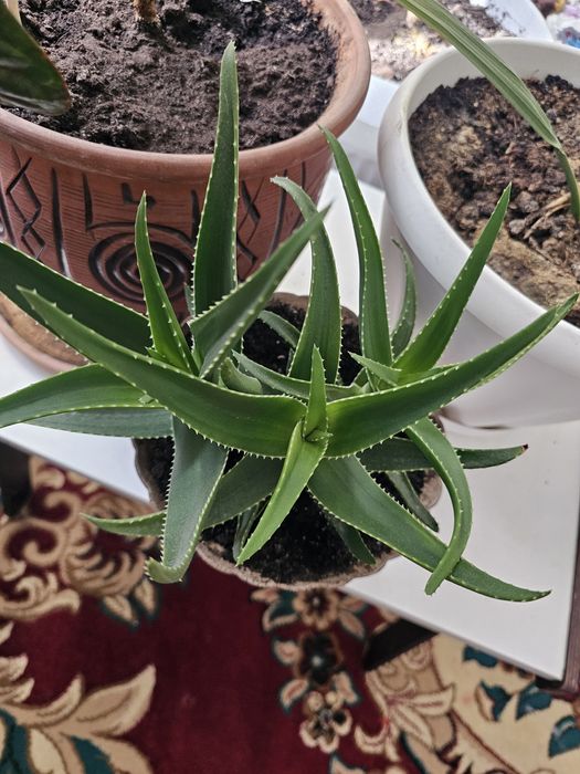 Продам алое.  Разные.