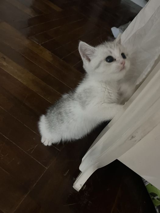 котик шотландская пародистая