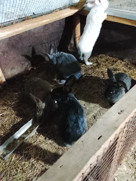 Продам домашних кроликов