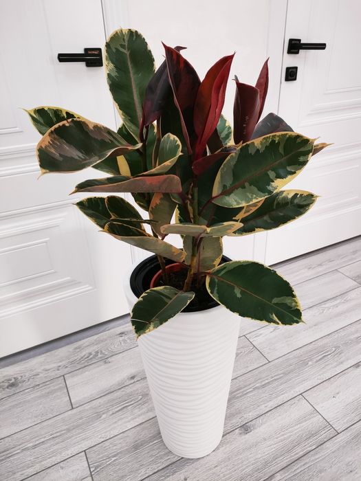 Комнатные цветы доставка