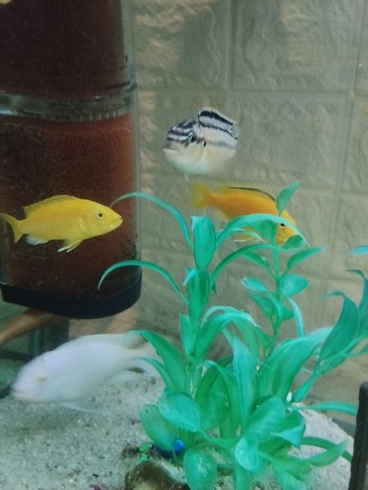 Baliq bolalari sotiladi