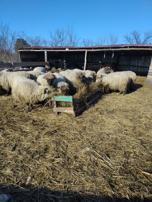 Oi de vinzare toate tinere depuse toate de fătare
