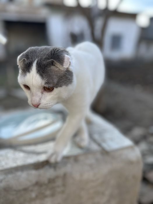 Vislauxiy gibrit 9 mest malchik