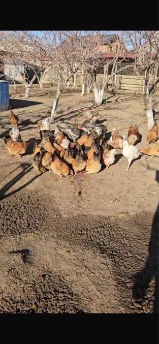 Кучин жұмыртқалары бар