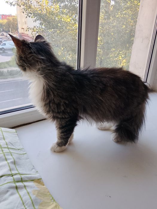 Котик в добрые ручки, Астана.