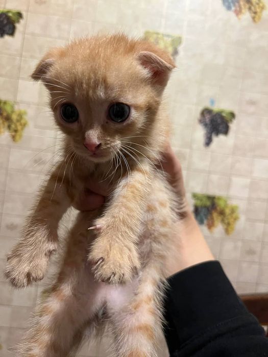 Срочно отдам котят в добрые руки