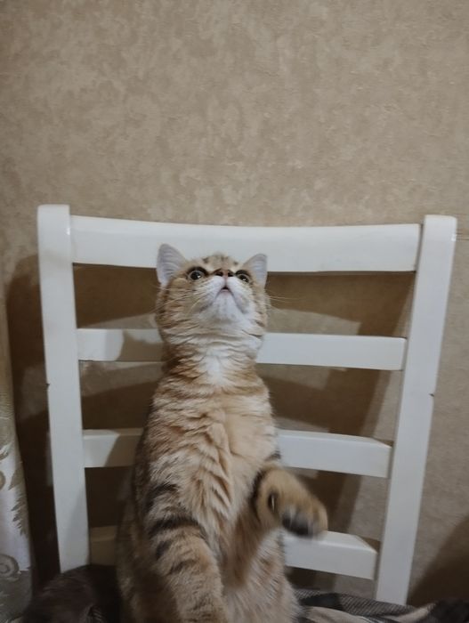 Продается котенок