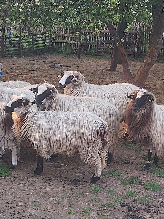 Berbeci brezi de Hateg