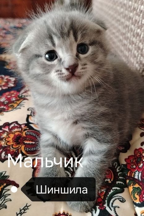 Мушук сотилади пародалик