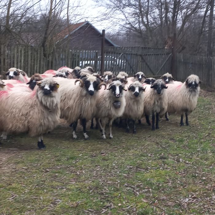 4  nuatine și 20 de oi