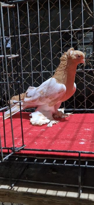 Нават голуббкааа