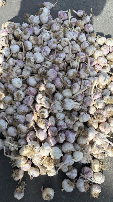 Usturoi pentru consum super pret