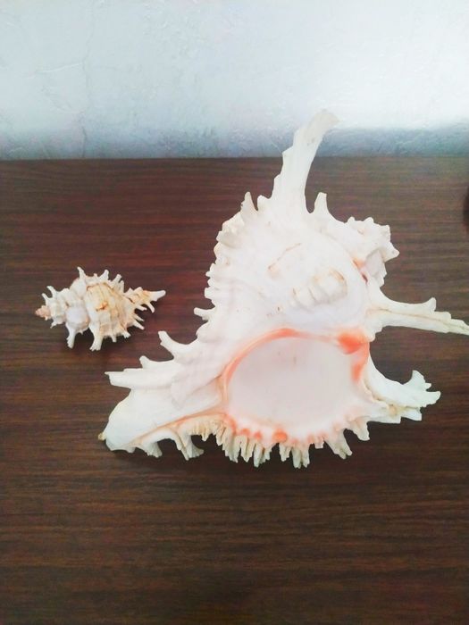 Ракушки крупные, мелкие