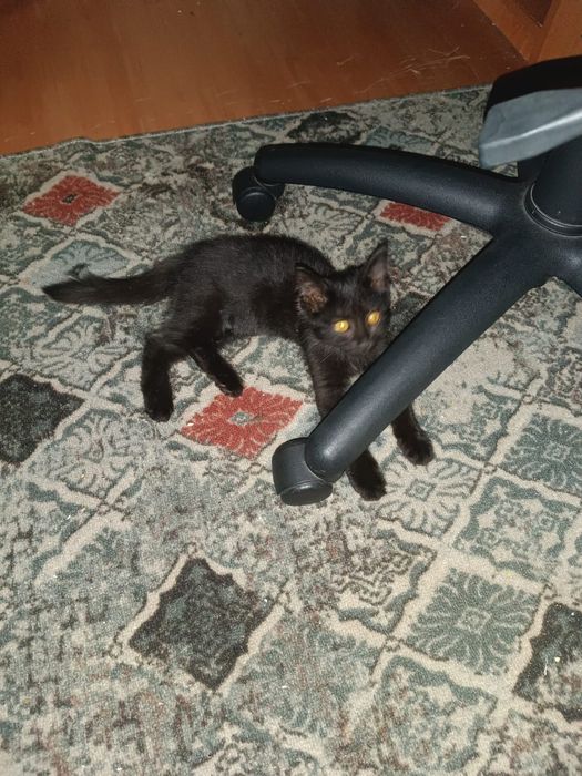 В добрые руки котёнок,девочка