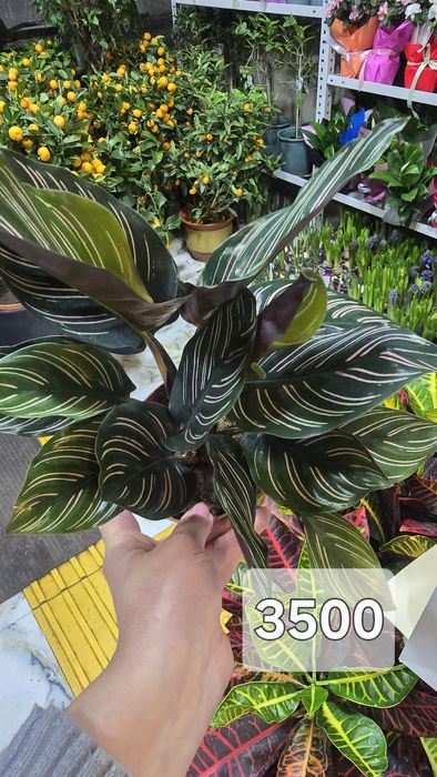 Калатея. Калатея разные сорта в наличии..