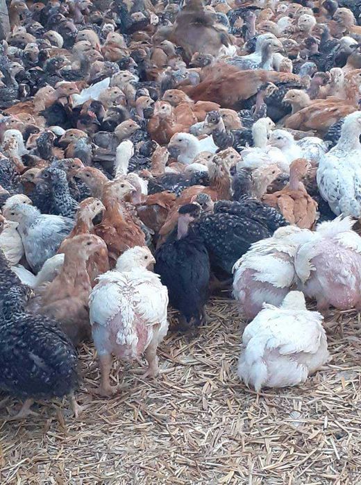 Pui alb și rasă mixtă