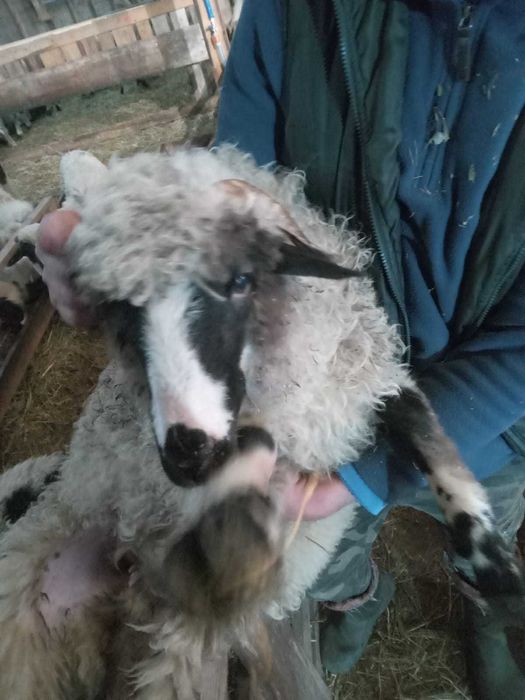 Oi de vanzare pe ales