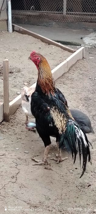 Продаю свой бойцовский петух