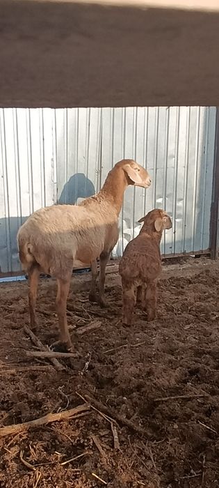 Арашан матка с ягненкам