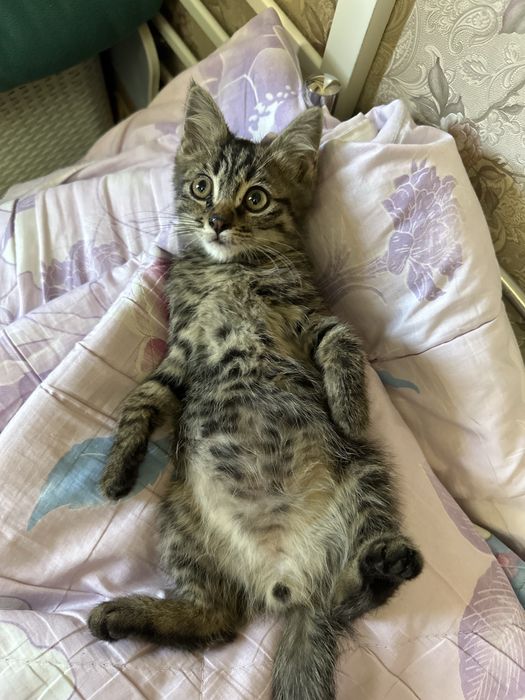 В добрые руки бесплатно кота