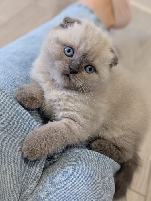 Шотландские котята