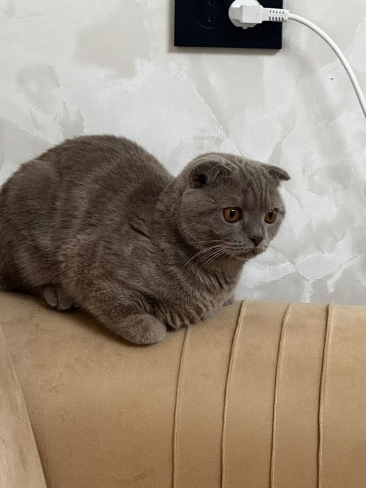 Британский кот мальчик