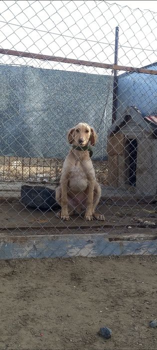 Қазақы құмай тазы сатылады