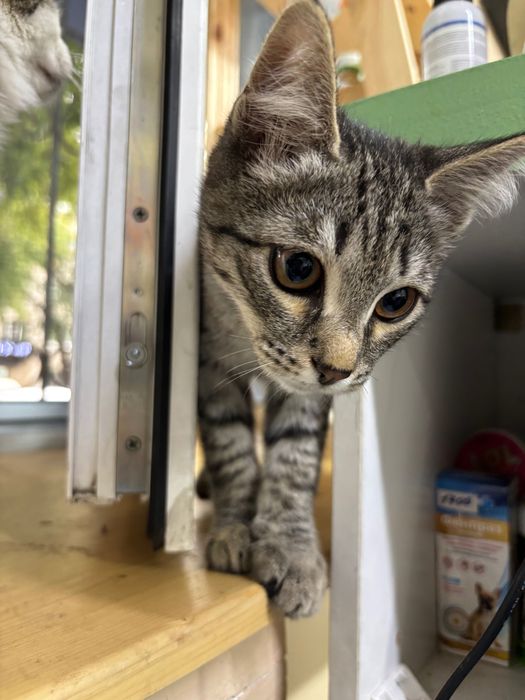 Котенок в добрые руки