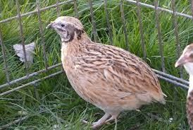 Vand prepelite ouatoare