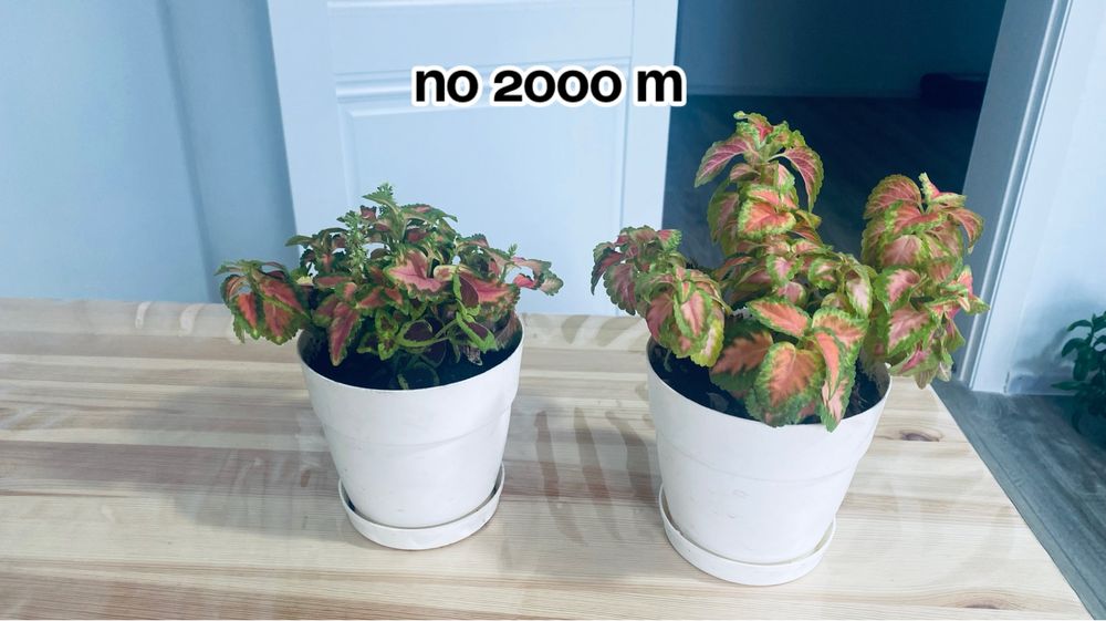 Цветы домашние цветущие