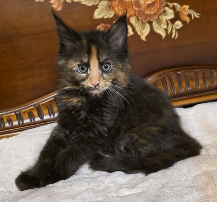 Мейн куун котета