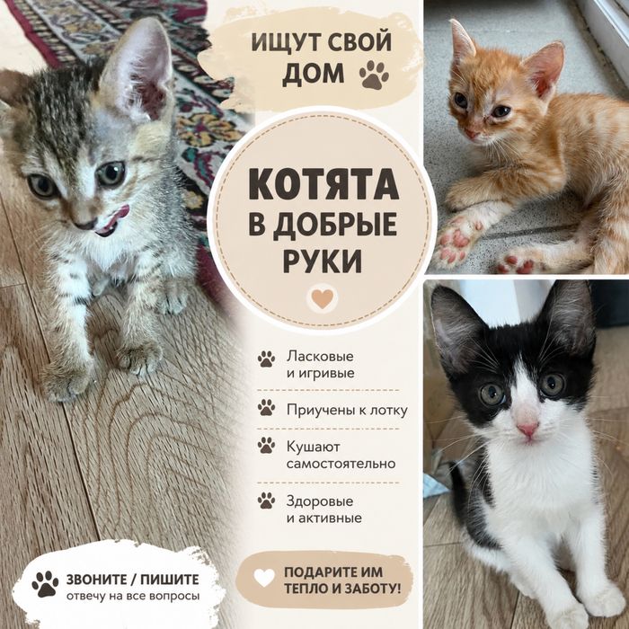 Отдам котят хорошие руку