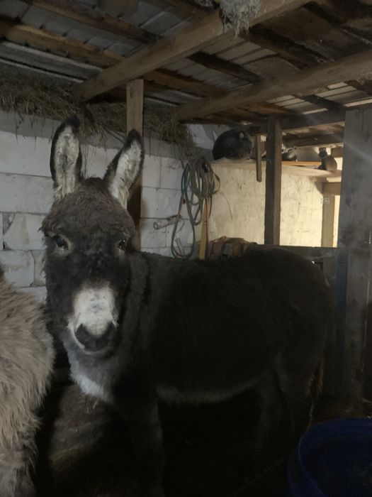 Măgăriță gestantă, sănătoasă și blândă