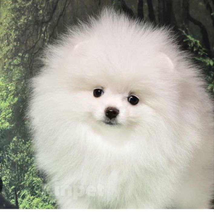 Девочка померанского шпица!