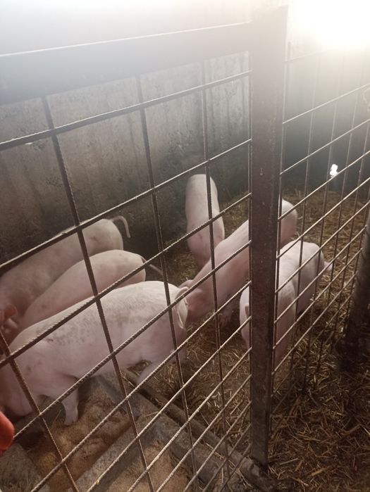 De vânzare Coteț de beton