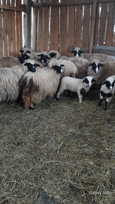 Oi cu miei bune de lapte