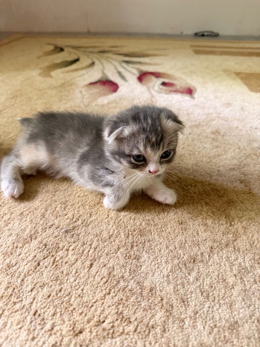 Продаются Котята Скотиш фолд