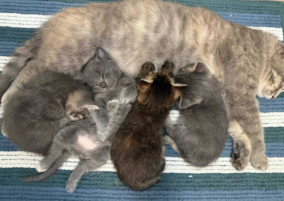 Отдам котенка в хорошие руки