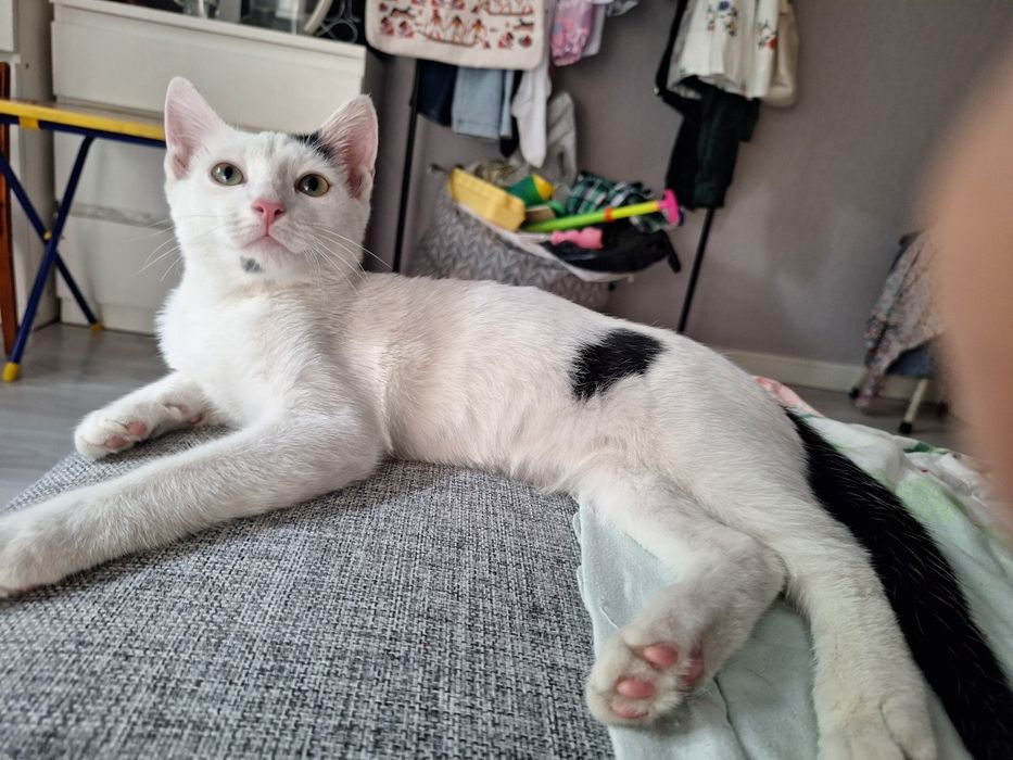 Отдам в хорошие ручки котика.
