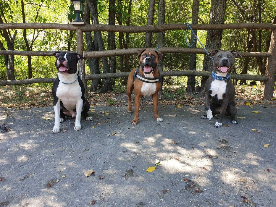 Dresaj canin Bucuresti si Ilfov