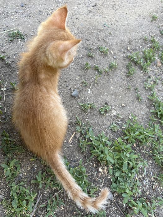 Отдам Кота Бесплатно