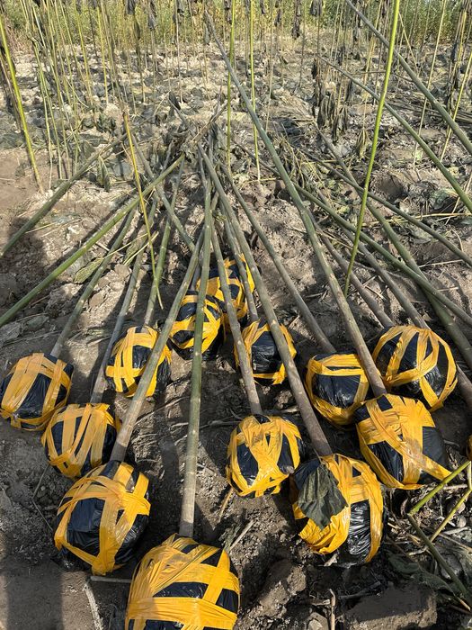 Декоратив кучатлар бор комли Manzarali ko’chatlar turpogi bilan bor