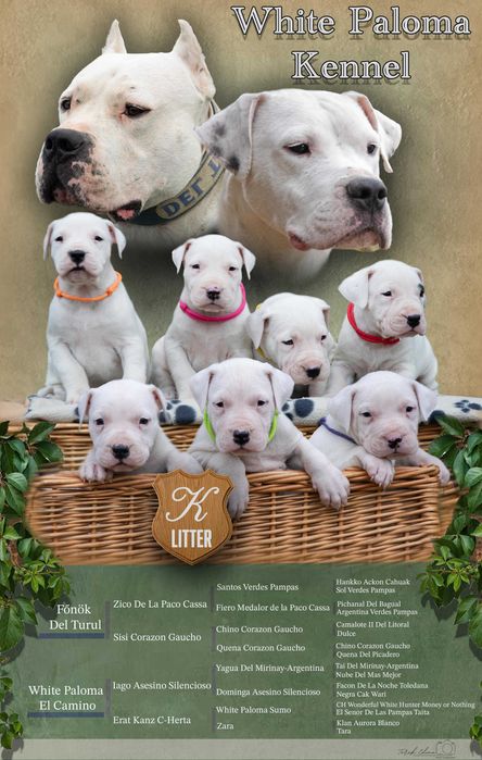 Dog Argentinian 7 saptamani