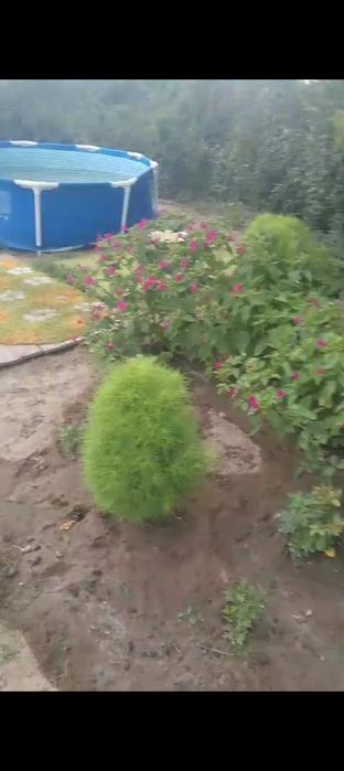 Дача ПК "Здравница"