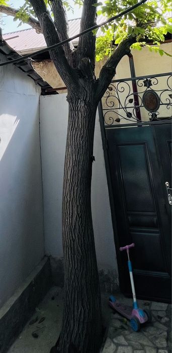 Ёнғоқ дарахт сотилади