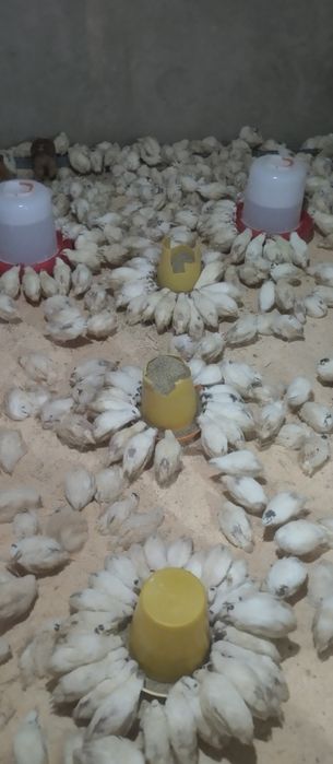 Beli gegant zoti bedanalar sotuvda bir oylik