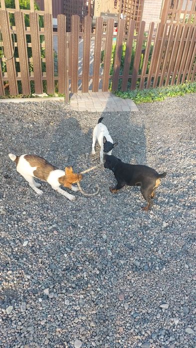 Фокстерьер кобель