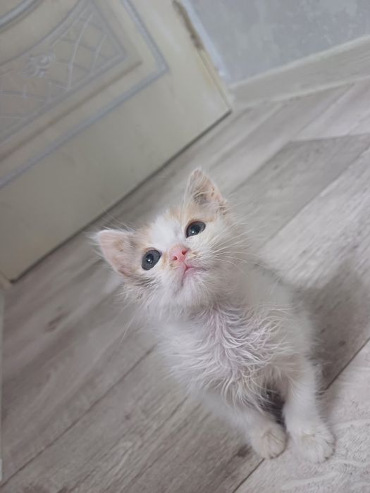 Отдам в добрые  руки  ласковуе девочку