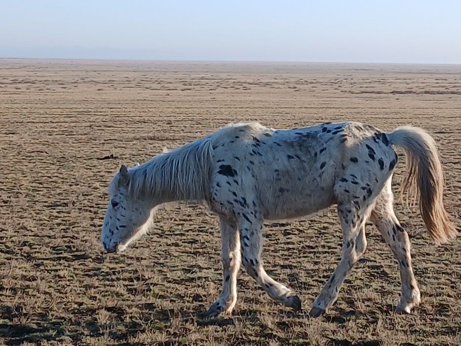 Кунан шубар,2 года