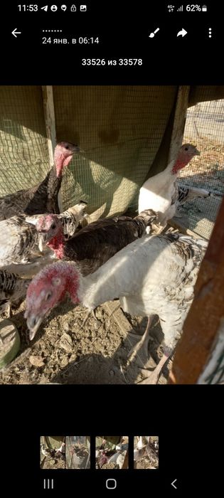 Продаётся индюки домашний